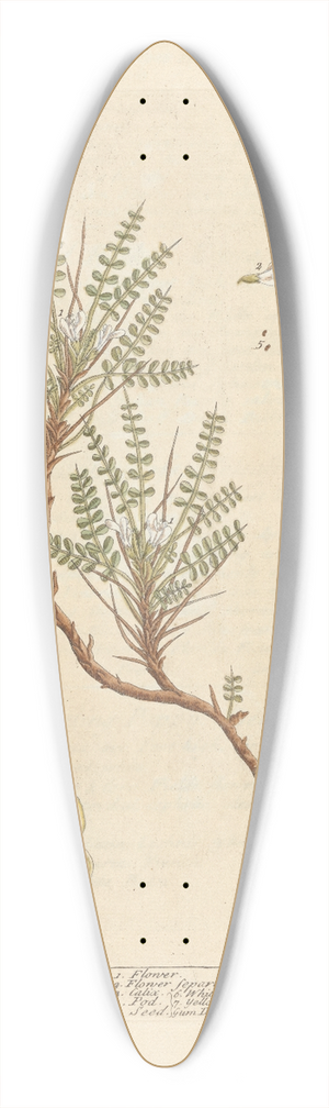 Elizabeth Blackwell - Goats-thorn 39.3 inch art pintail longboard deck