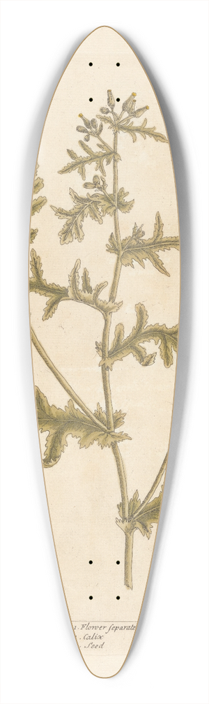 Elizabeth Blackwell - Groudsel 39.3 inch art pintail longboard deck