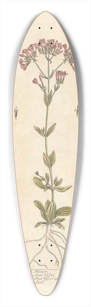 Elizabeth Blackwell - Lesser centory 39.3 inch art pintail longboard deck