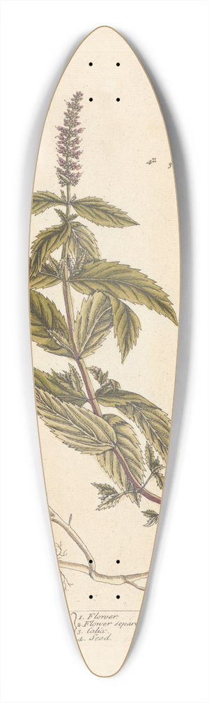 Elizabeth Blackwell - Mint 39.3 inch art pintail longboard deck