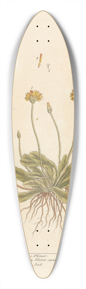 Elizabeth Blackwell - Mouse ear 39.3 inch art pintail longboard deck