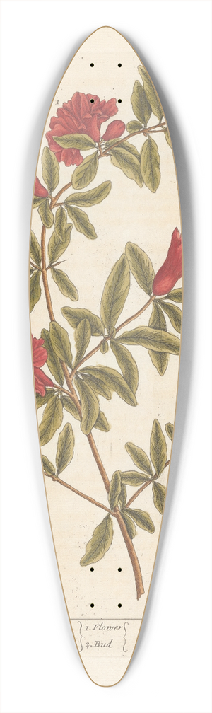 Elizabeth Blackwell - Pomgranates 39.3 inch art pintail longboard deck