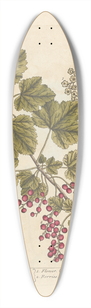 Elizabeth Blackwell - Red currans 39.3 inch art pintail longboard deck