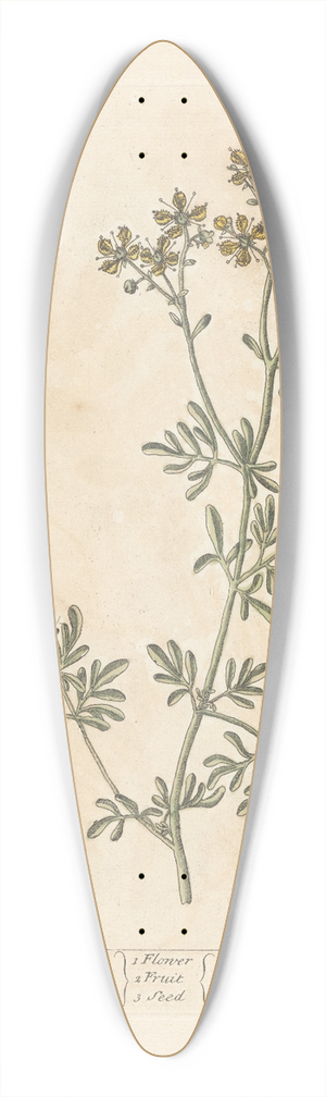 Elizabeth Blackwell - Rue 39.3 inch art pintail longboard deck