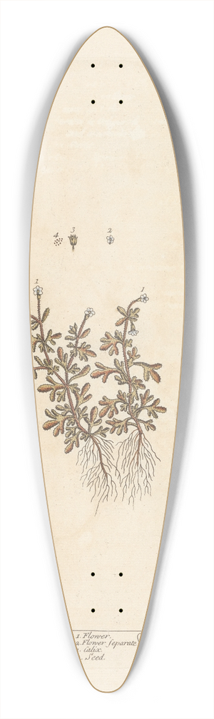 Elizabeth Blackwell - Rue-leaved whitlon grass 39.3 inch art pintail longboard deck