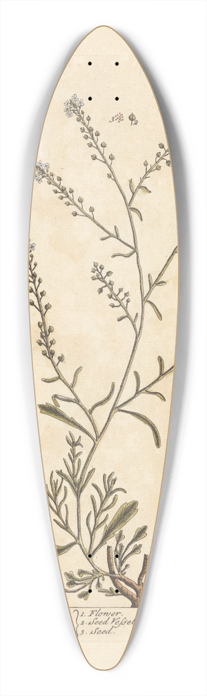 Elizabeth Blackwell - Sciatica cress 39.3 inch art pintail longboard deck