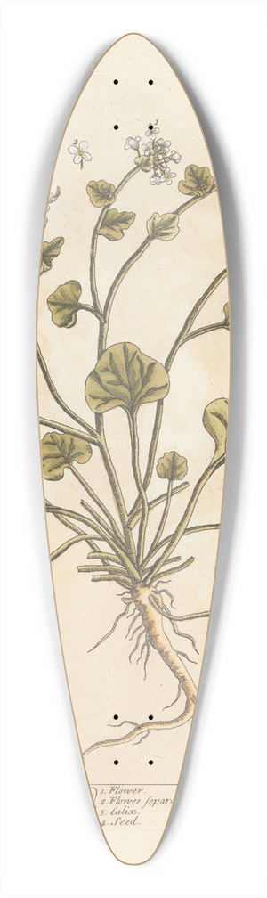 Elizabeth Blackwell - Scurvy grass 39.3 inch art pintail longboard deck