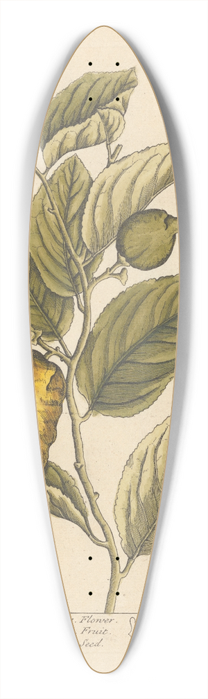 Elizabeth Blackwell - The citron tree 39.3 inch art pintail longboard deck