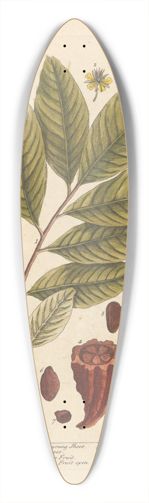 Elizabeth Blackwell - The coco nut tree 39.3 inch art pintail longboard deck