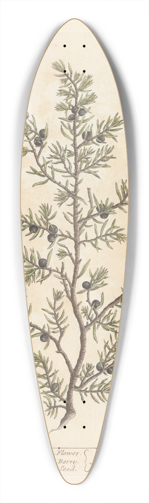 Elizabeth Blackwell - The juniper tree 39.3 inch art pintail longboard deck