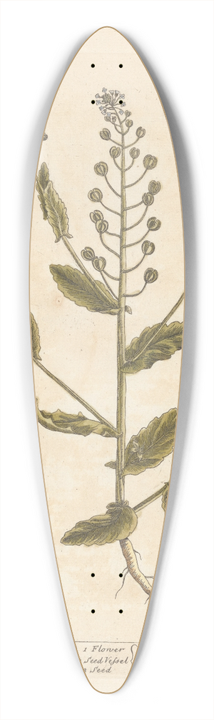 Elizabeth Blackwell - Treacle mustard 39.3 inch art pintail longboard deck