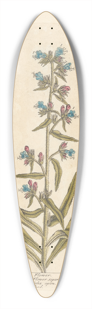 Elizabeth Blackwell - Vipers bugloss 39.3 inch art pintail longboard deck