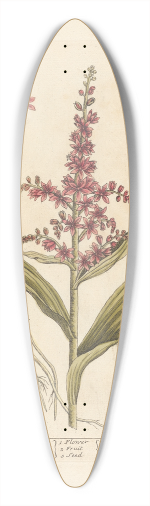 Elizabeth Blackwell - White hellebore 39.3 inch art pintail longboard deck