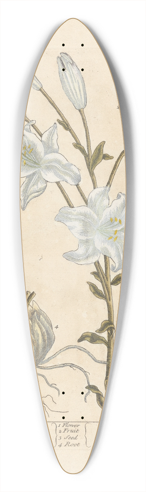 Elizabeth Blackwell - White lilly 39.3 inch art pintail longboard deck