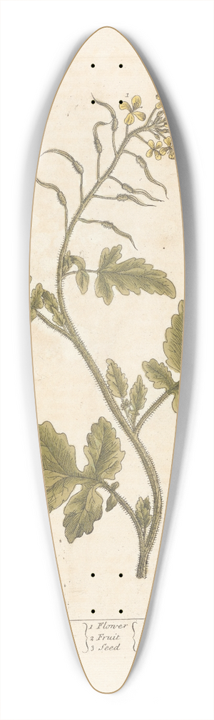 Elizabeth Blackwell - White mustard 39.3 inch art pintail longboard deck