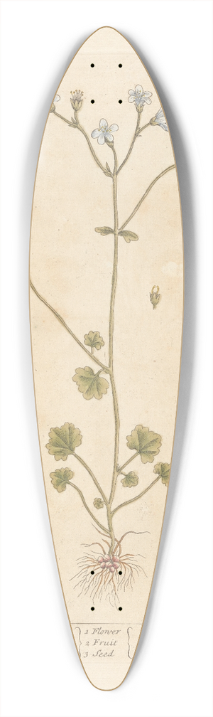 Elizabeth Blackwell - White saxifrage 39.3 inch art pintail longboard deck