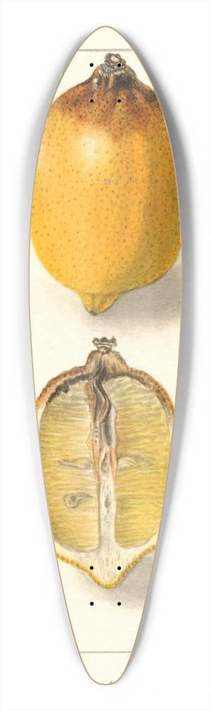 Ellen Isham Schutt - Citrus limon 39.3 inch art pintail longboard deck