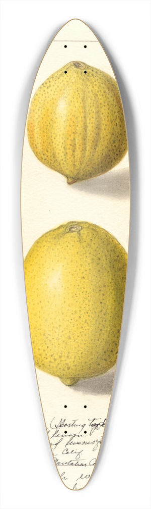 Ellen Isham Schutt - Citrus limon: Eureka 39.3 inch art pintail longboard deck