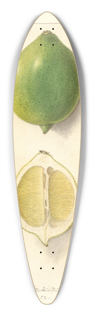 Ellen Isham Schutt - Citrus limon: Eureka 39.3 inch art pintail longboard deck