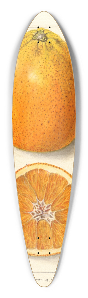 Ellen Isham Schutt - Citrus sinensis: Valencia 39.3 inch art pintail longboard deck