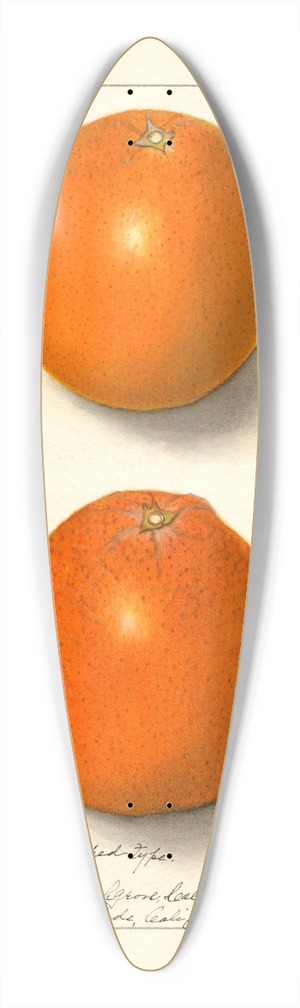 Ellen Isham Schutt - Citrus sinensis: Washington Navel 39.3 inch art pintail longboard deck