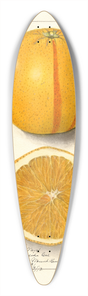 Ellen Isham Schutt - Citrus sinensis: Washington Navel 39.3 inch art pintail longboard deck
