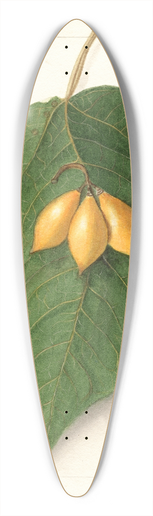 Ellen Isham Schutt - Vasconcellea quercifolia 39.3 inch art pintail longboard deck