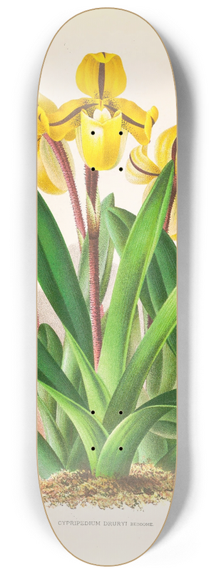 Jean Jules Linden - Cypripedium Druryi 8.25 inch art skate deck