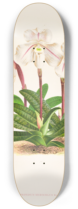 Jean Jules Linden - Cypripedium microchilum 8.25 inch art skate deck