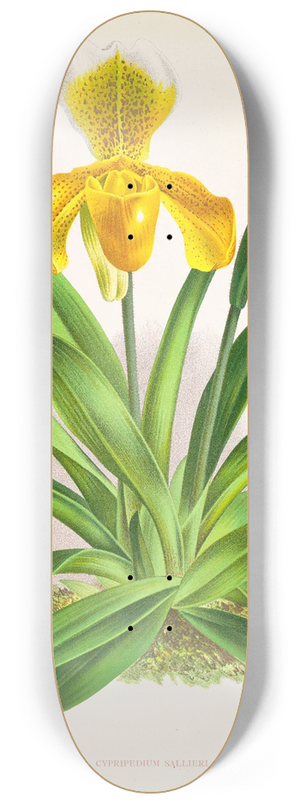 Jean Jules Linden - Cypripedium sallieri 8.25 inch art skate deck