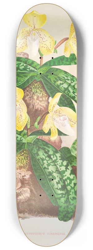 Jean Jules Linden - Cypripedium tonkinense 8.25 inch art skate deck