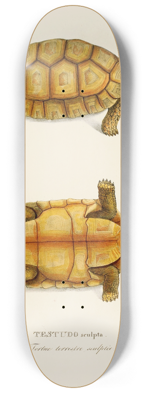 Johann Baptist von Spix - Testudo Sculpta 8.25 inch art skate deck