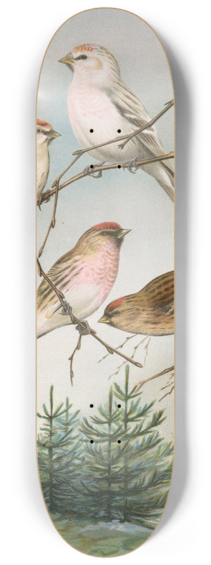 Johann Friedrich Naumann - Acanthis linaria (L.) 8.25 inch art skate deck