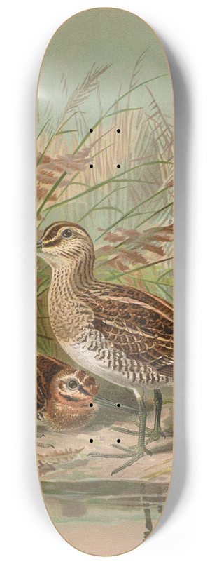 Johann Friedrich Naumann - Gallinago gallinago 8.25 inch art skate deck