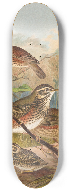 Johann Friedrich Naumann - Turdus iliacus 8.25 inch art skate deck