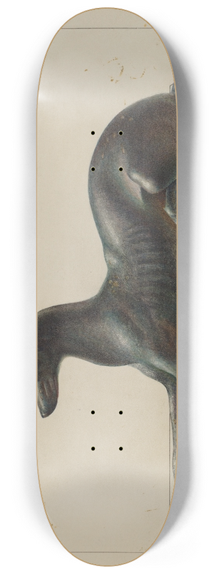 John B. Moll - Greyhound 8.25 inch art skate deck