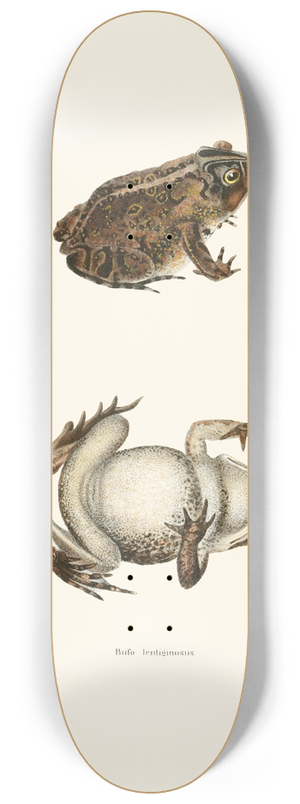 John Edwards Holbrook - Bufo lentiginosus 8.25 inch art skate deck