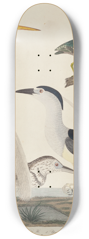 John G. Warnicke - Green Heron, Night Heron, Young Heron, and Great White Heron 8.25 inch art skate deck