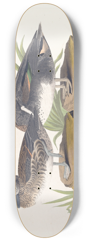 John James Audubon - American green winged teal 8.25 inch art skate deck