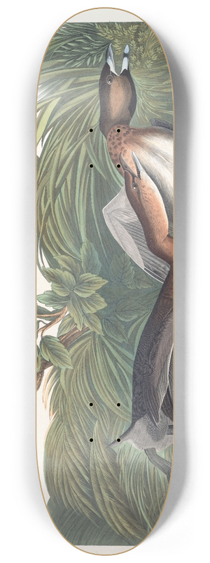 John James Audubon - American pied-bill dobchick 8.25 inch art skate deck