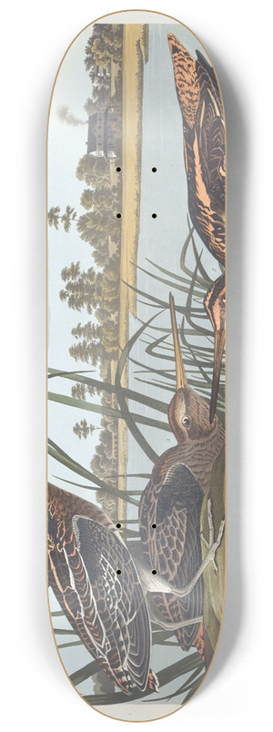 John James Audubon - American snipe 8.25 inch art skate deck
