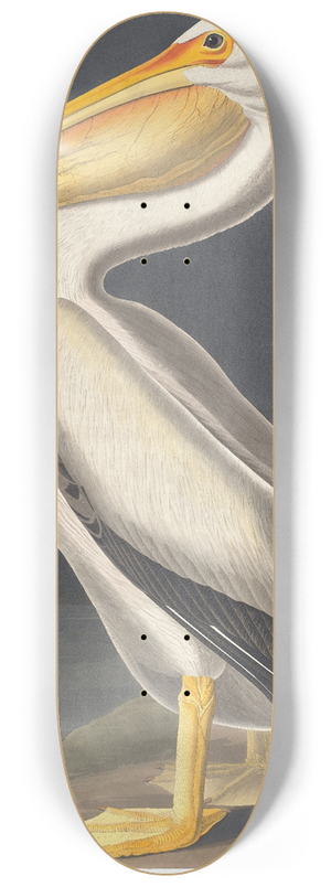 John James Audubon - American white pelican 8.25 inch art skate deck