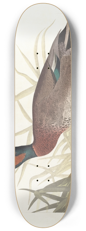John James Audubon - Bemaculated duck 8.25 inch art skate deck