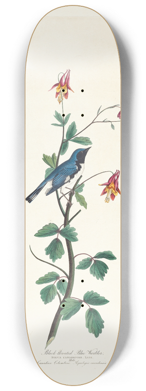 John James Audubon - Black-throated blue warbler 8.25 inch art skate deck