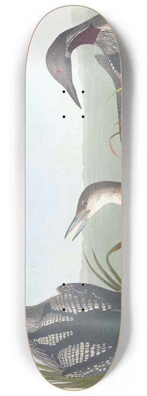 John James Audubon - Black-throated diver 8.25 inch art skate deck