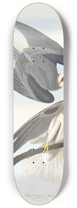 John James Audubon - Black-winged hawk 8.25 inch art skate deck