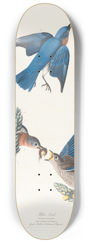 John James Audubon - Blue-bird 8.25 inch art skate deck