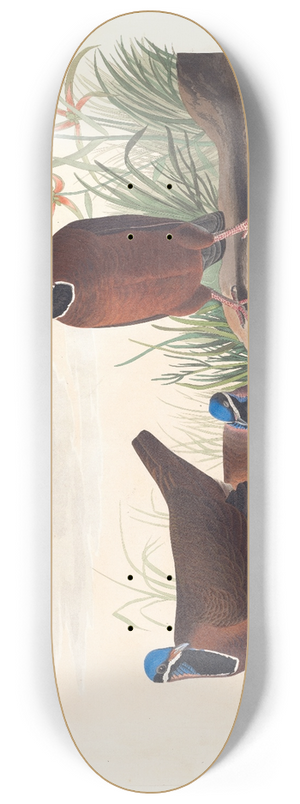 John James Audubon - Blue-headed pigeon 8.25 inch art skate deck