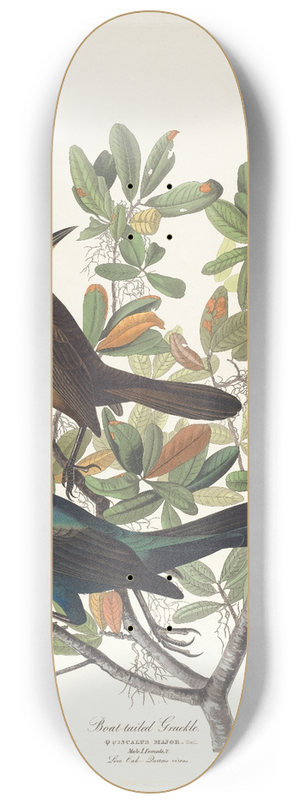 John James Audubon - Boat-tailed grackle 8.25 inch art skate deck