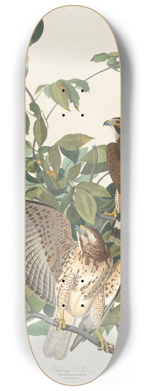John James Audubon - Broad-winged hawk 8.25 inch art skate deck